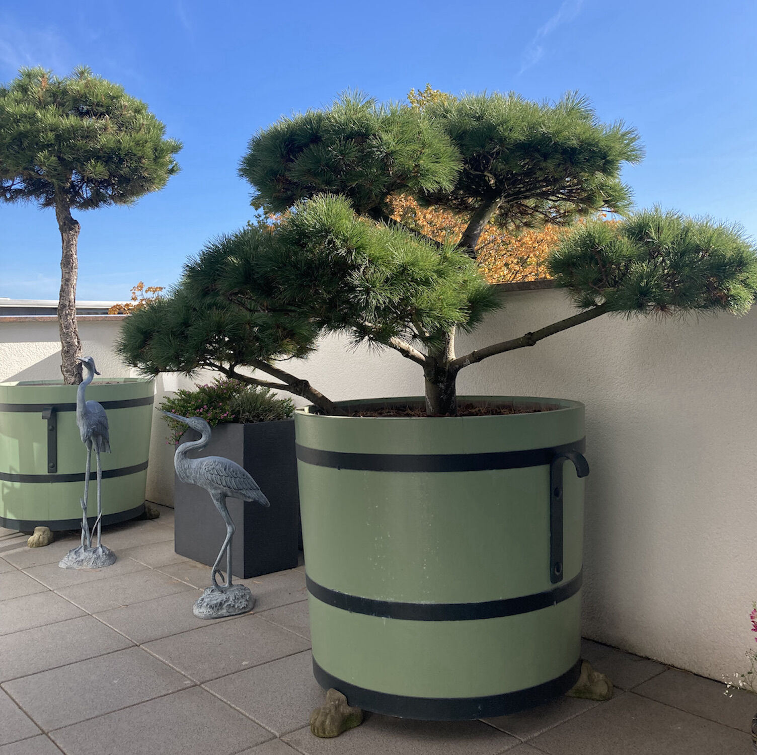 Braunschweig: Orangeriekübel SANS, SOUCI