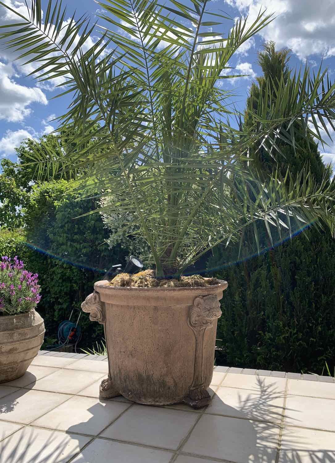 Havelland: Steinvase LEONI RUGGENTI mit Palme Havelland: Steinvase LEONI RUGGENTI mit Palme