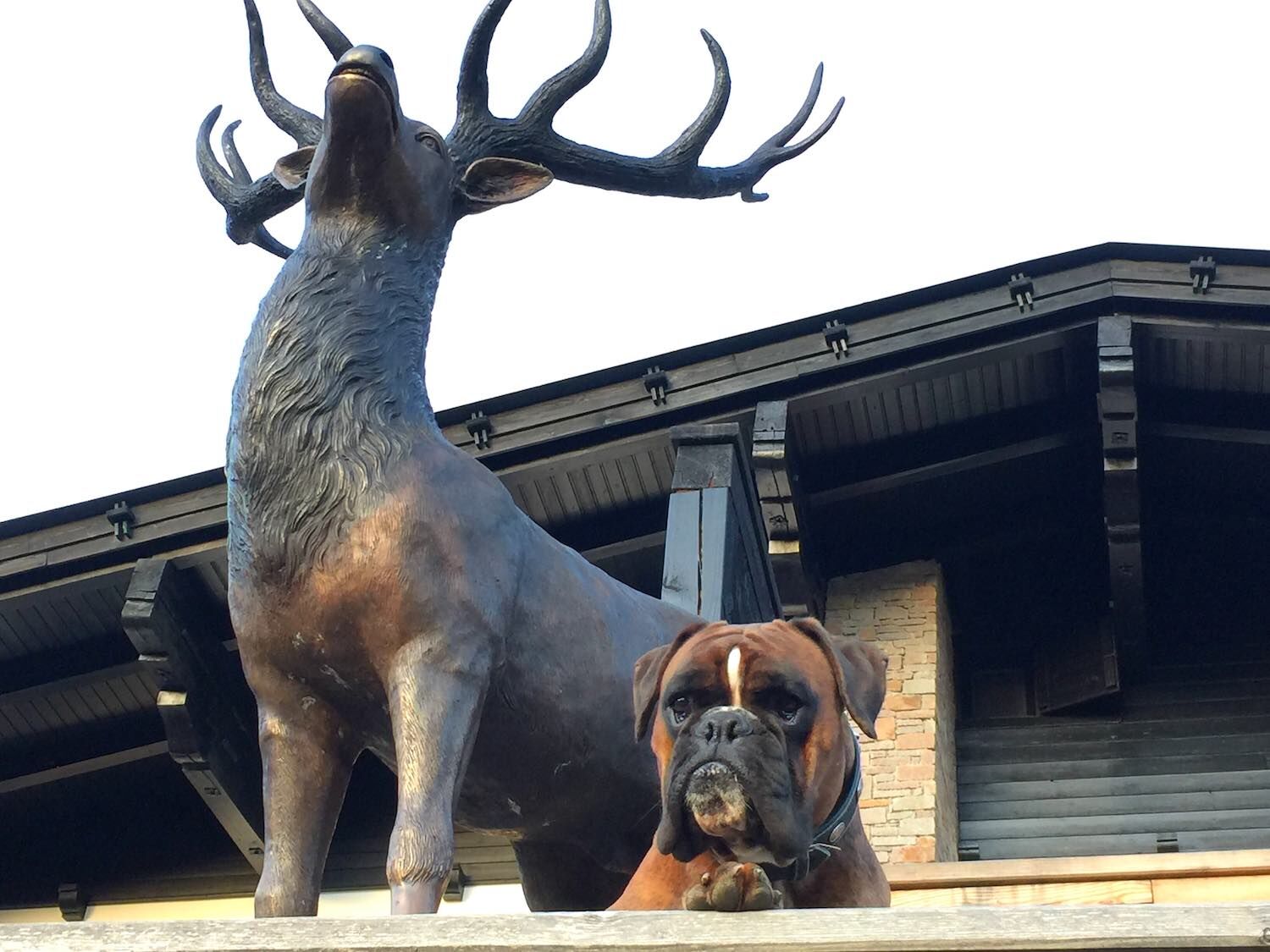 Tirol, Österreich: Bronzehirsch ORSON Tirol, Österreich: Bronzehirsch ORSON
