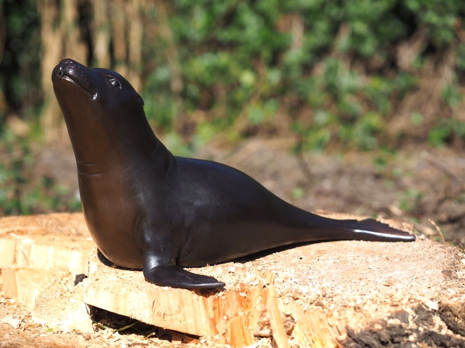 Bronzewasserspeier Robbe Seelöwe Seehund RUBEN, 43 cm