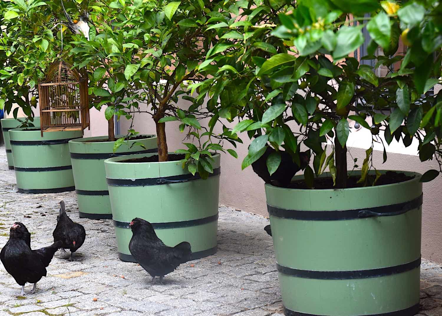 Potsdam: OrangeriekübOrangeriekübel SANS SOUCIel mit Zwerghühnern Potsdam: Orangeriekübel Orangeriekübel SANS SOUCI mit Zwerghühnern