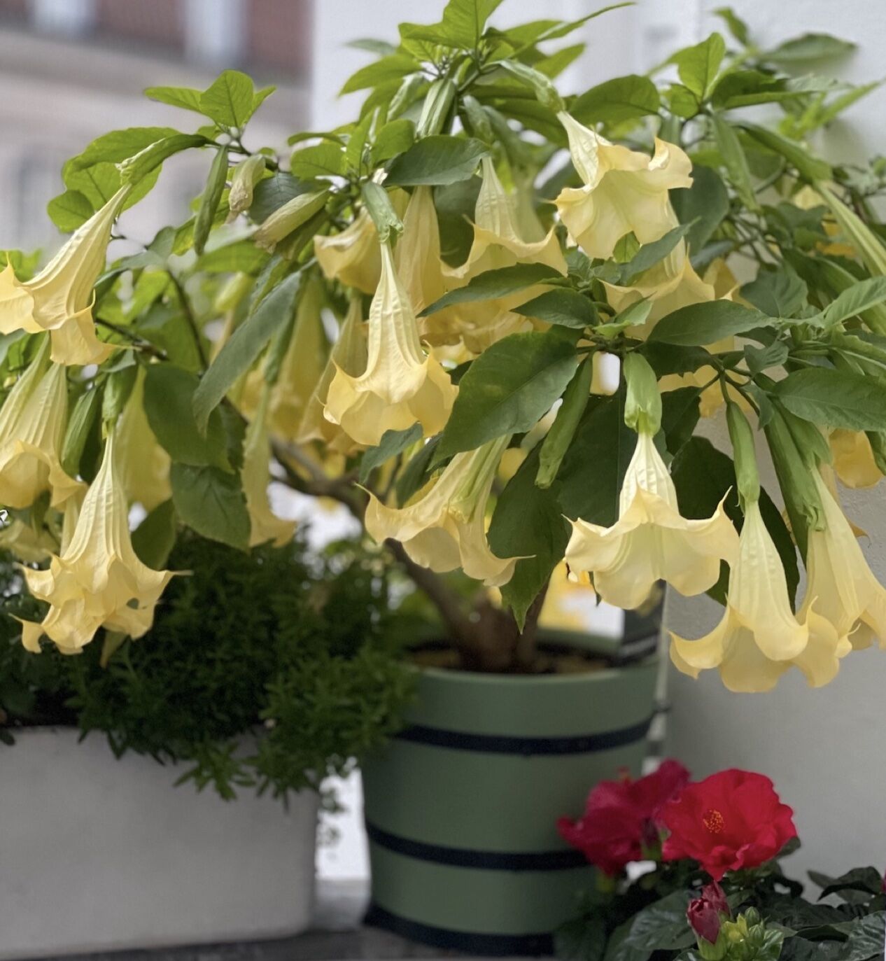 Berlin: Orangeriekübel SANS, SOUCI