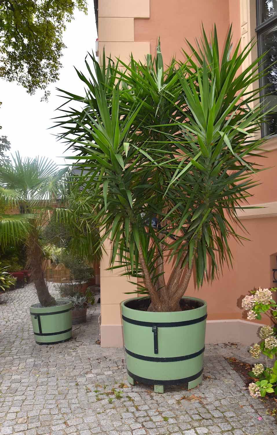 Potsdam: Orangeriekübel SANS SOUCI Potsdam: Orangeriekübel SANS SOUCI