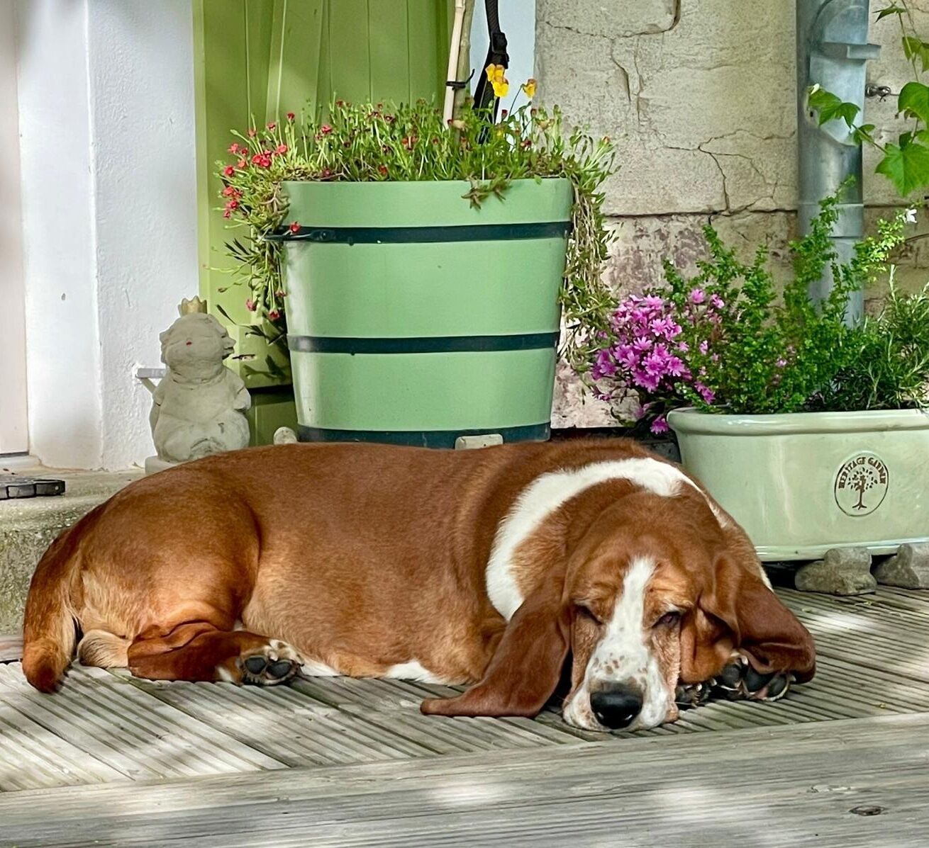 Kundenfoto Orangeriekübel SANS SOUCI Lutherstadt Eisleben