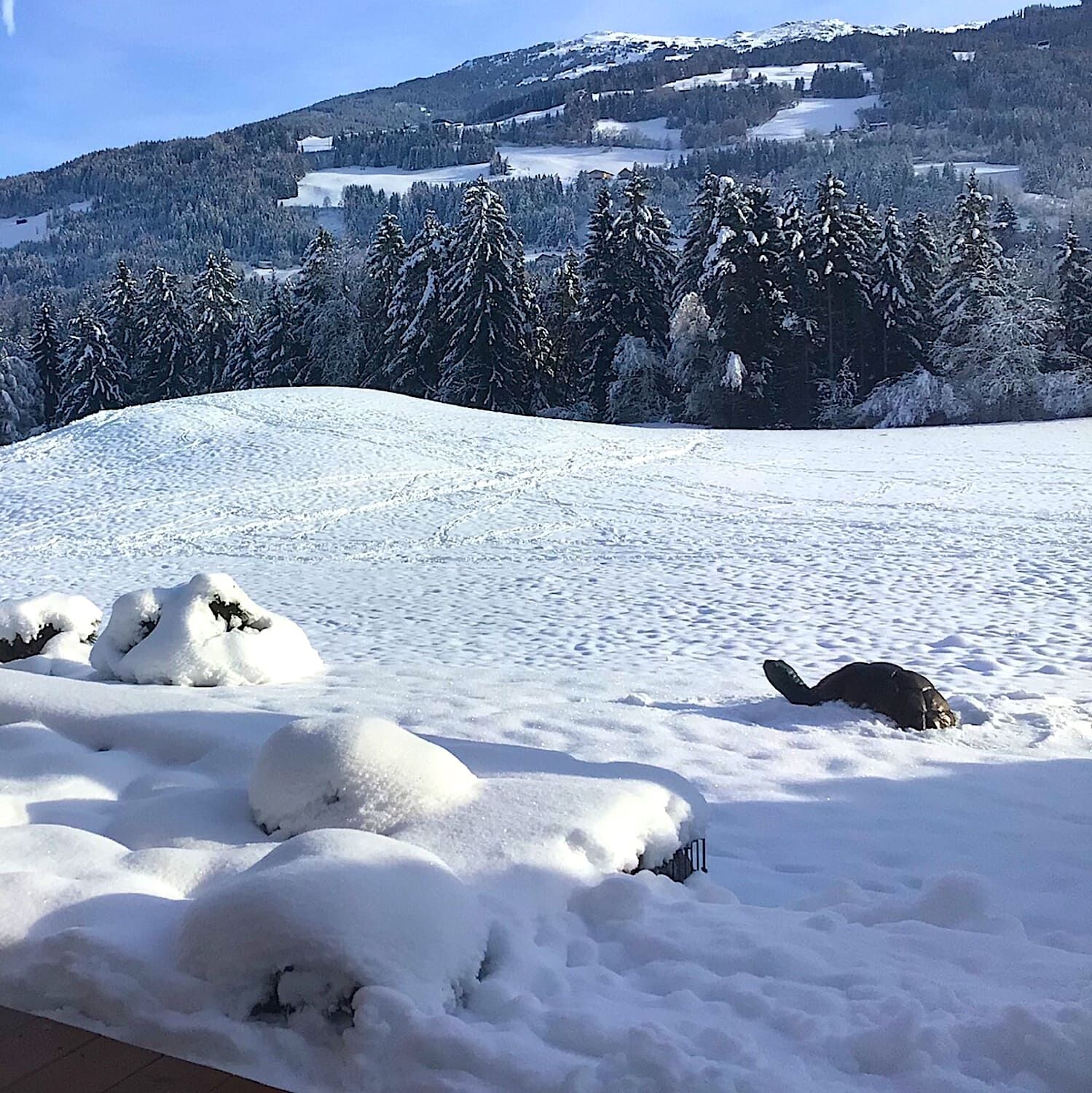 Hall in Tirol/Österreich: Bronzewasserspeier Schildkröte GALAPAGOS