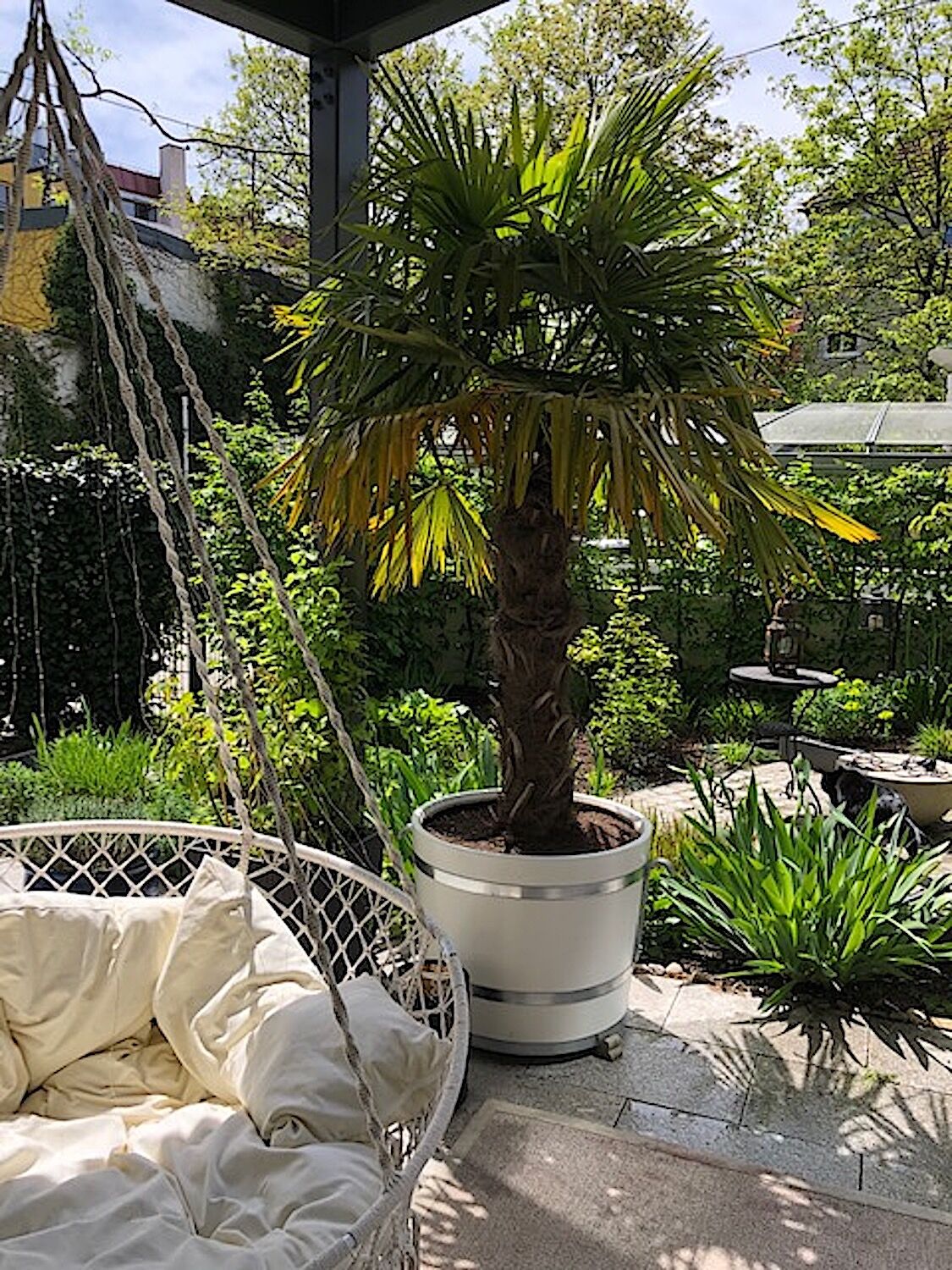 München: Reinweißer Orangeriekübel mit unbehandelten, feuerverzinkten Haken und Reifen München: Reinweißer Orangeriekübel mit unbehandelten, feuerverzinkten Haken und Reifen