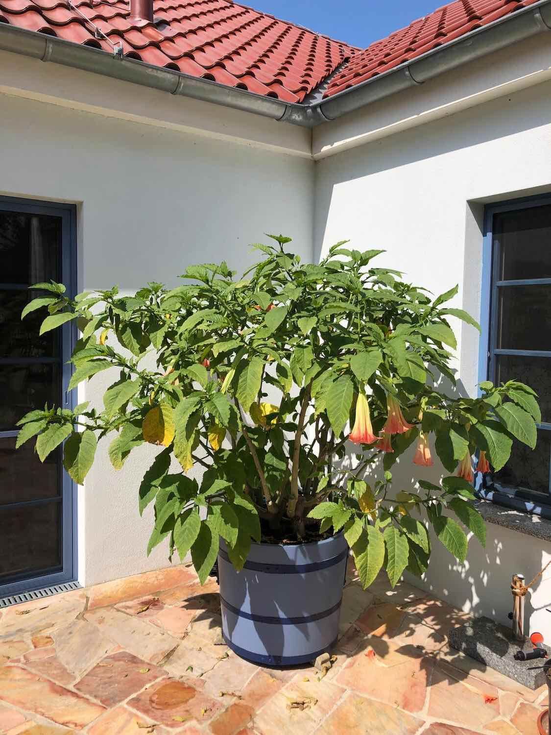 Potsdam: Orangeriekübel SANS, SOUCI in Wunschfarbe Potsdam: Orangeriekübel SANS, SOUCI in Wunschfarbe