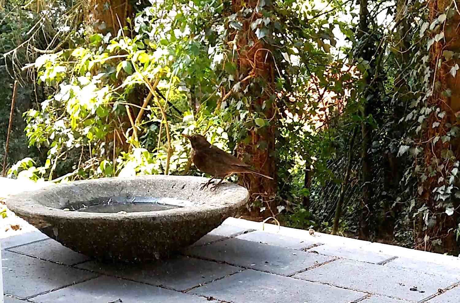 Krefeld, NRW: Natursteinschale LOTUS 50, Naturstein Basanit, Steinmetzarbeit Krefeld, NRW: Natursteinschale LOTUS 50, Naturstein Basanit, Steinmetzarbeit