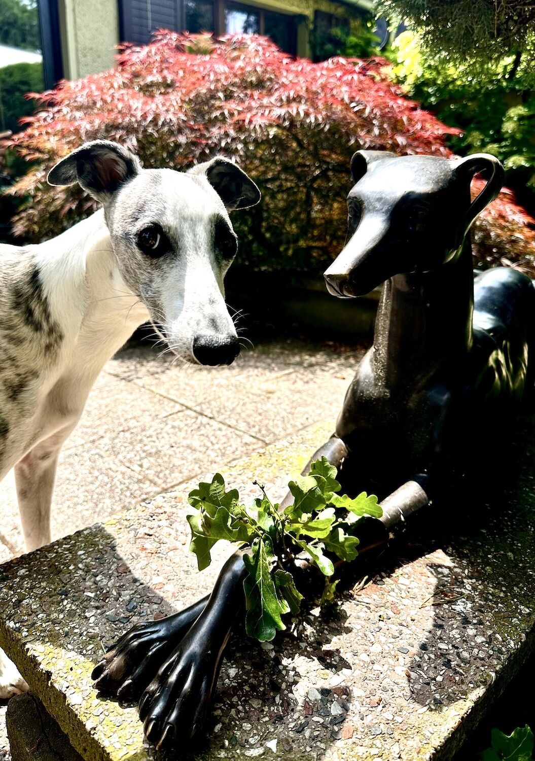 Kundenfoto Bronzefigur Windhund BARCLAY, Berlin