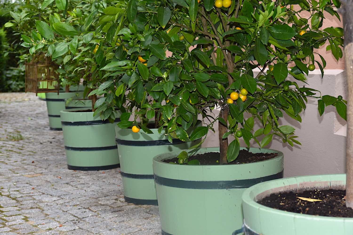 Potsdam: Orangeriekübel rund um das Haus eines Kunden. Potsdam: Orangeriekübel SANS SOUCI rund um das Haus eines Kunden.