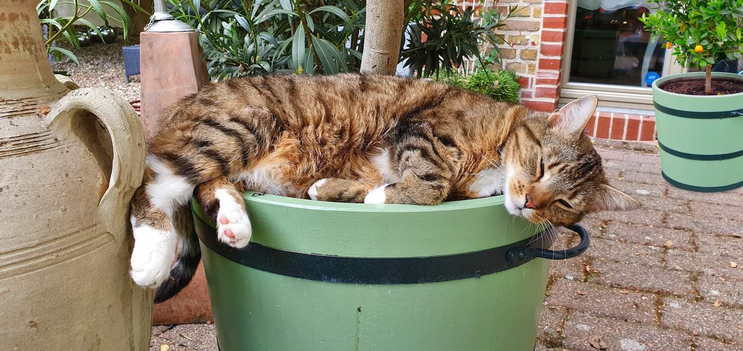 Potsdam: Orangeriekübel SANS, SOUCI Potsdam: OrangeriPotsdam: Orangeriekübel SANS, SOUCI