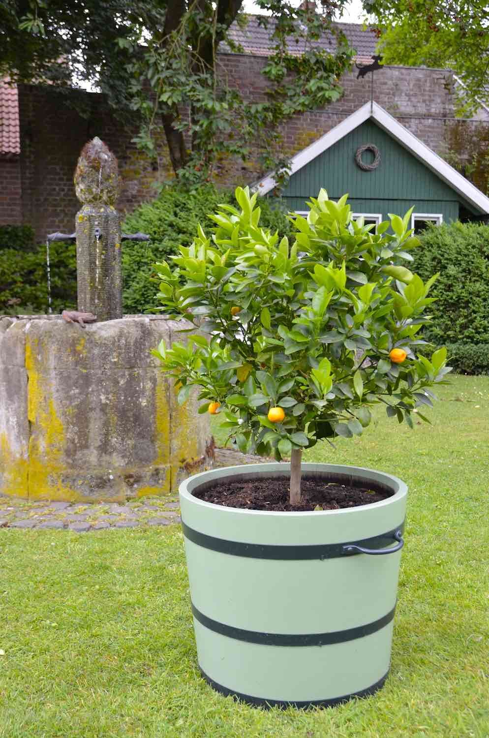 Borken/Westfalen: Pflanzkübel SANS, SOUCI  Borken/Westfalen: Pflanzkübel SANS, SOUCI