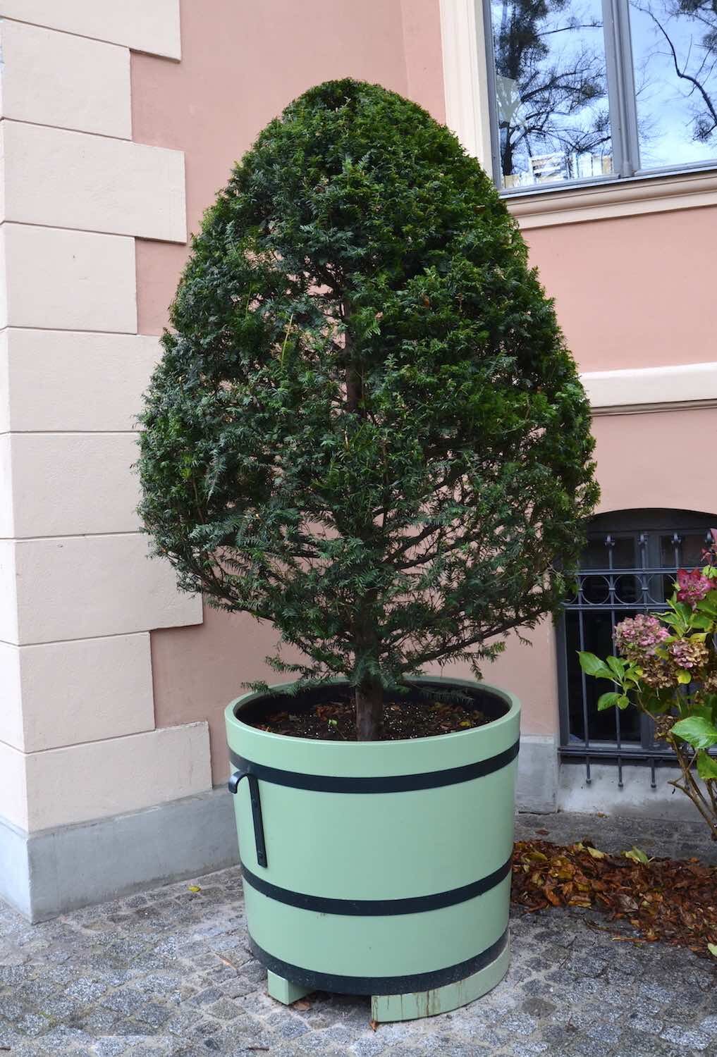 Potsdam: Mächtiger Orangeriekübel SANS, SOUCI mit Unterfahrholz für den Transport mit Gabelstapler.  Potsdam: Mächtiger Orangeriekübel SANS, SOUCI mit Unterfahrholz für den Transport mit Gabelstapler.