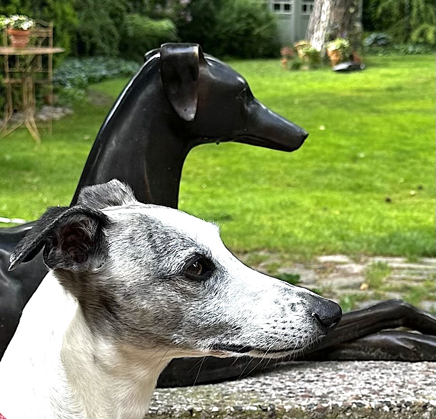 Kundenfoto Bronzefigur Windhund BARCLAY, Berlin