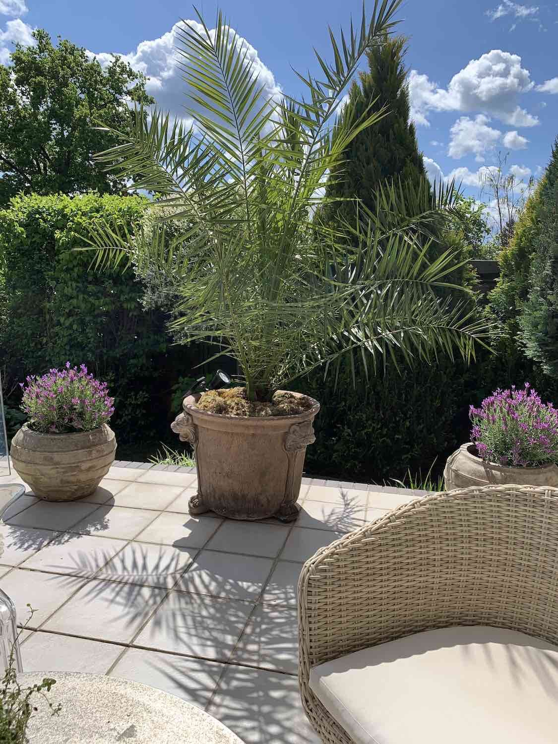 Havelland: Steinvase LEONI RUGGENTI mit Palme Havelland: Steinvase LEONI RUGGENTI mit Palme