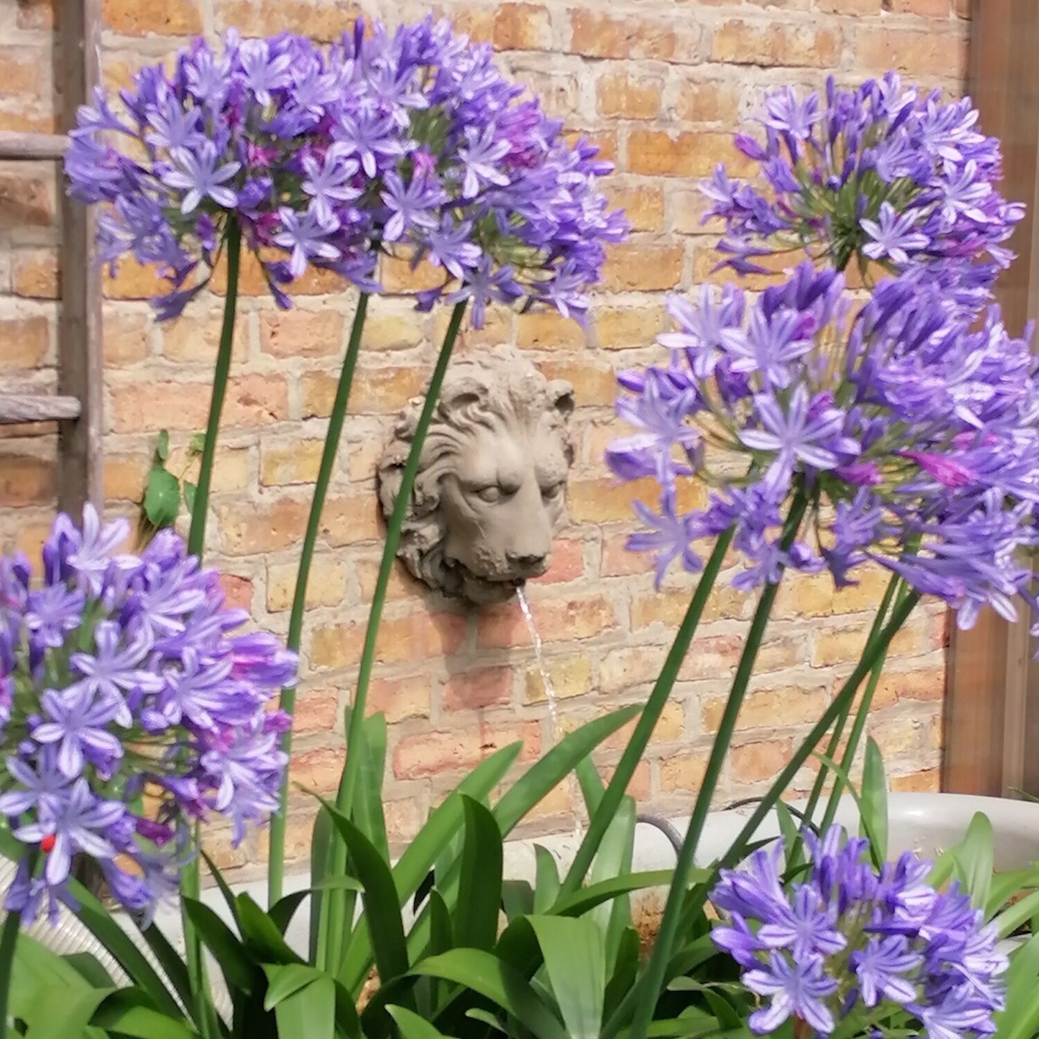 Havelland: Steinwasserspeier LÖWE (nicht mehr im Sortiment)