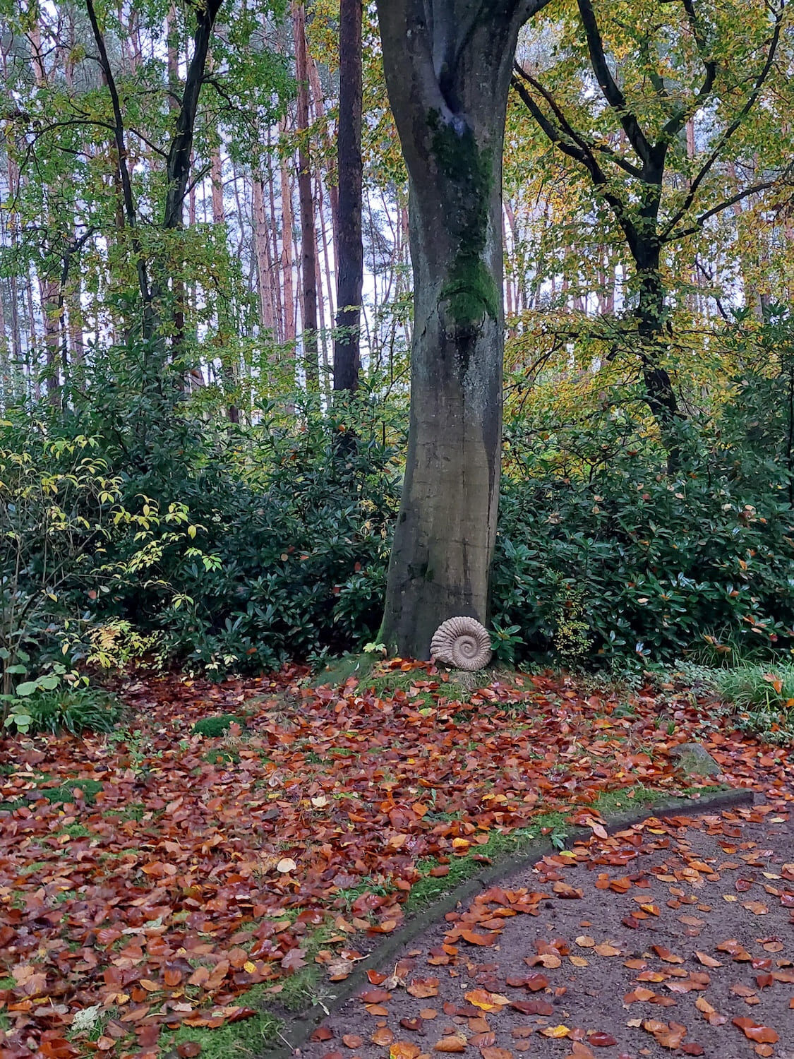 Bienenbüttel: Ammonit aus Sandsteinguss