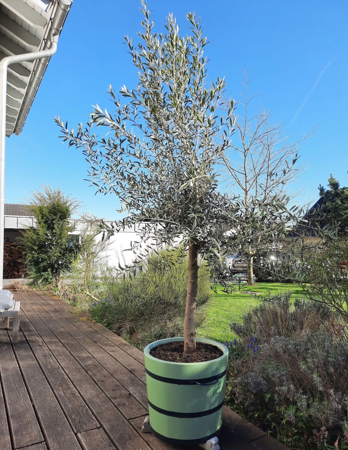 Kastellaun: Orangeriekübel SANS, SOUCI