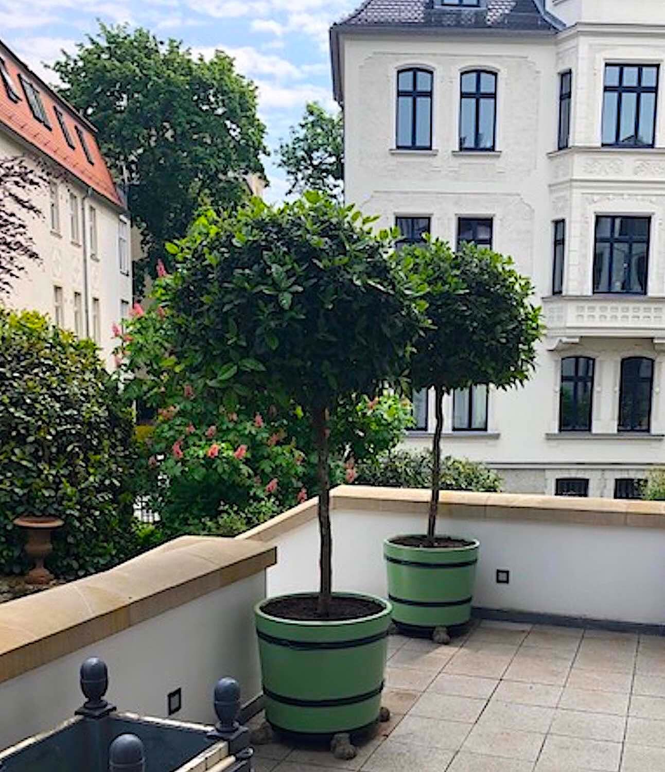 Magdeburg: Orangeriekübel SANS,SOUCI Magdeburg: Orangeriekübel SANS,SOUCI