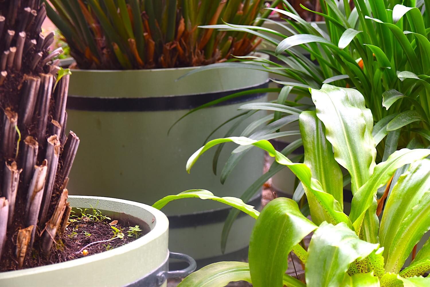 Potsdam: Orangeriekübel SANS SOUCI Potsdam: Orangeriekübel SANS SOUCI